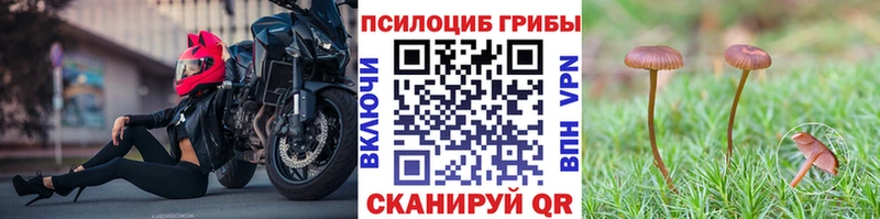 Псилоцибиновые грибы Psilocybe  Шарья 